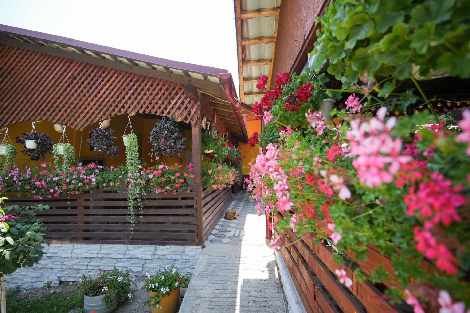Apartament Casa Ion Horezu Zewnętrze zdjęcie